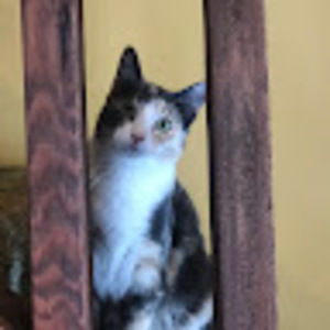 Meet your Posher, Miles